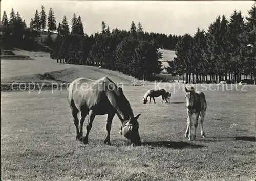 Pferde Paturage Franches Montagnes  Kat. Tiere