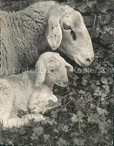 Schafe Lamm  Kat. Tiere