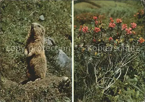 Murmeltier Marmotte Marmot Alpenrose Liechtenstein Kat. Tiere