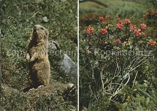 Murmeltier Rostblaetttrige Alpenrose  Kat. Tiere