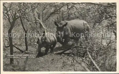 Nashorn Square lipped rhino calf Hluhluwe Fame Reserve  Kat. Tiere