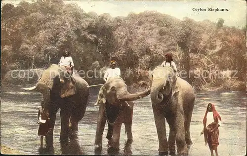 Elefant Ceylon Elephants Kat. Tiere