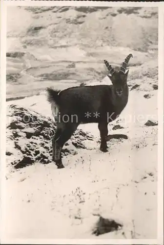 Steinbock  Kat. Tiere