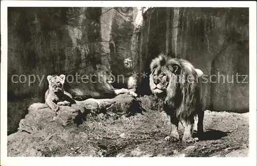 Hagenbeck Loewenschlucht Loewe Tierpark Hamburg Stellingen Kat. Tiere