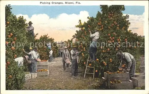 Ernte Landwirtschaft Orangen Picking Oranges Miami  Kat. Landwirtschaft