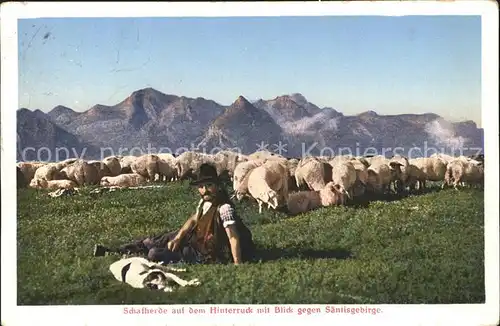 Schafe Herde Hirte Hund Hinterruck Saentisgebirge Kat. Tiere