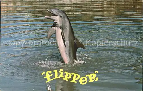 Delphine Flipper Kat. Tiere