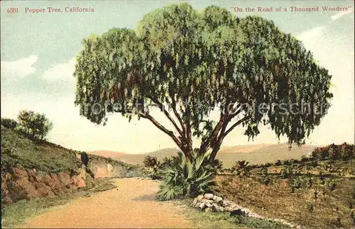 Baeume Trees Pepper Tree California Road of a Thousand Wonders Kat. Pflanzen