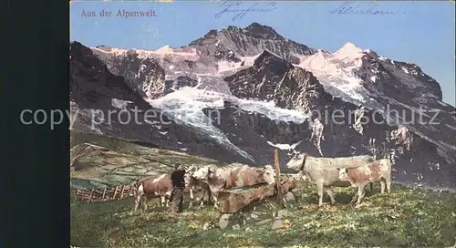 Kuehe Traenke Alp  Kat. Tiere