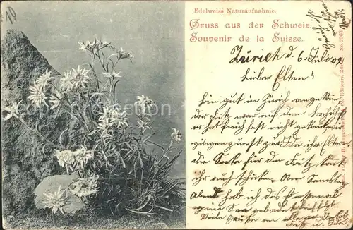 Edelweiss Schweiz  Kat. Pflanzen