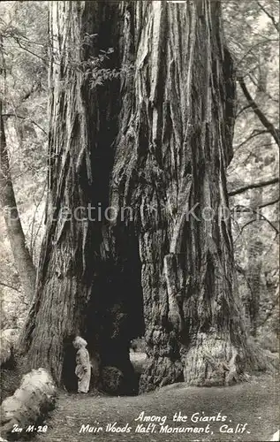 Baeume Trees Among the Giants Muir Woods National Monument California  Kat. Pflanzen