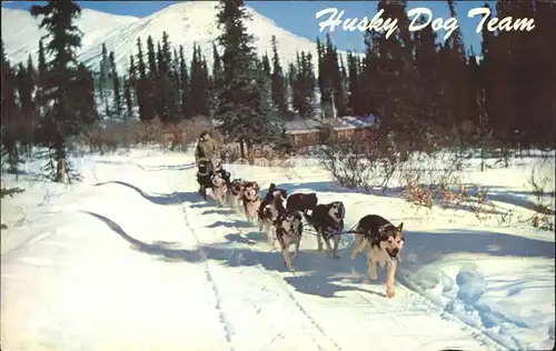 Hunde Hundeschlitten Huskys Alaska Husky Dog Team  Kat. Tiere