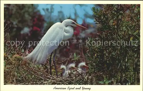 Voegel Silberreiher American Egret and Young Everglades National Park Florida  Kat. Tiere
