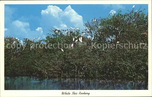 Voegel White Ibis Rookery Ibisse Everglades National Park Florida  Kat. Tiere