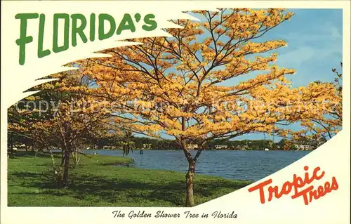 Baeume Trees Golden Shower Tree Florida  Kat. Pflanzen