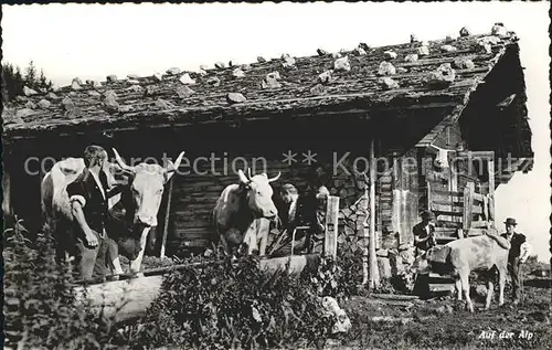 Kuehe Auf der Alp Kat. Tiere