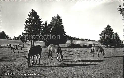 Pferde Paturages du Jura Kat. Tiere