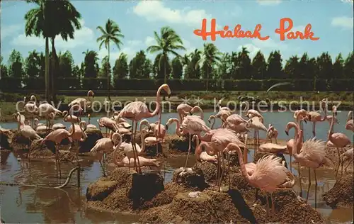 Flamingo Hialeah Race Course Hialeah Florida  Kat. Tiere