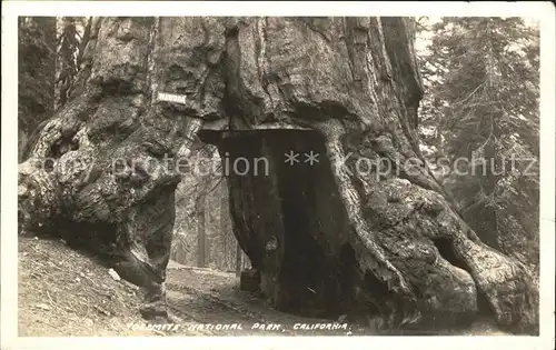 Baeume Trees Wawona Yosemite National Park California  Kat. Pflanzen