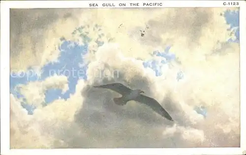 Moewen Seemoewe Seagull Pacific  Kat. Tiere