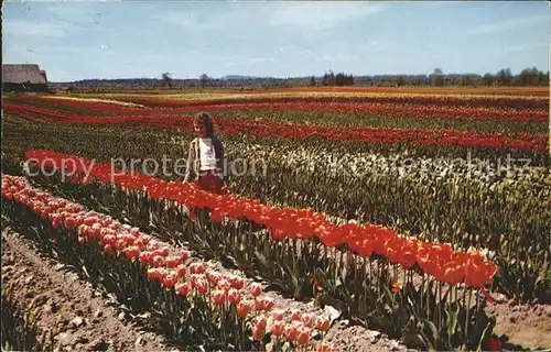 Blumen Feld Tulpen Tulip Fields Western Washington Kat. Pflanzen