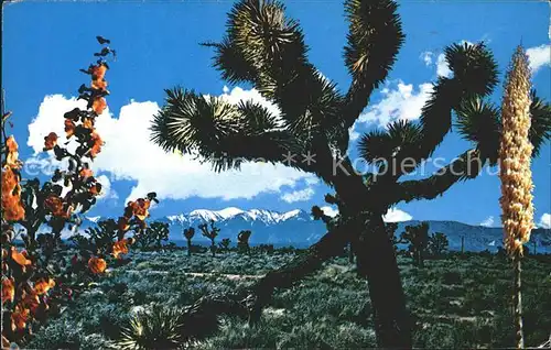 Baeume Trees Joshua Trees  Kat. Pflanzen