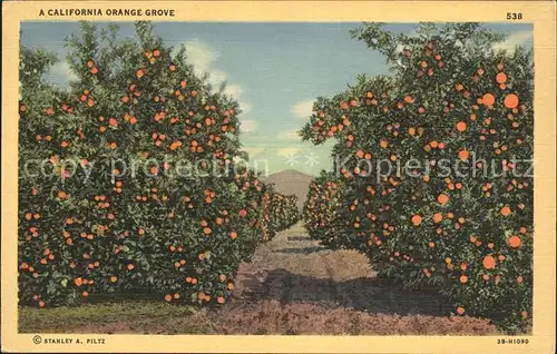 Orangen Oranges California Orange Grove  Kat. Landwirtschaft
