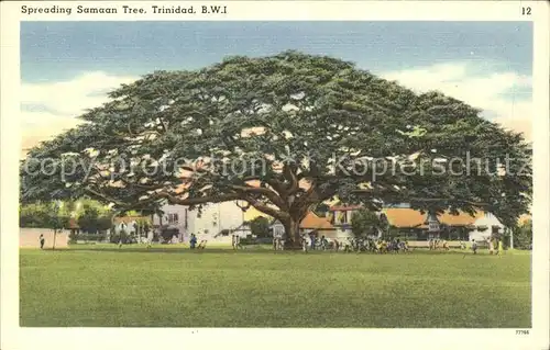 Baeume Trees Spreading Samaan Tree Trinidad  Kat. Pflanzen