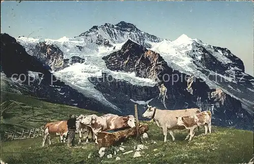 Kuehe Traenke Berge  Kat. Tiere