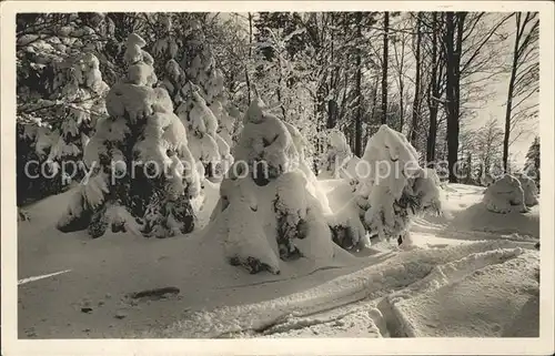 Foto Gaberell J. Nr. 1332 Baeume Wald Schnee Winter  Kat. Fotografie Schweiz