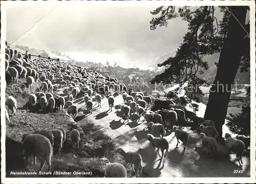 Schafe Herde Buendner Oberland  Kat. Tiere