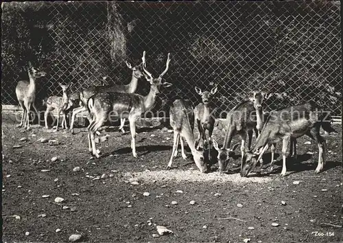 Hirsch Rehe Zoo Zuerich Damhirsche Kat. Tiere