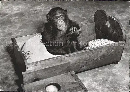 Affen Schimpanse Nanette Zoo Zuerich Kat. Tiere
