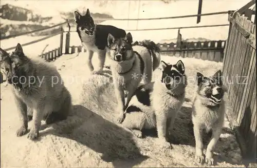 Hunde Polarhunde Jungfraubahn Kat. Tiere