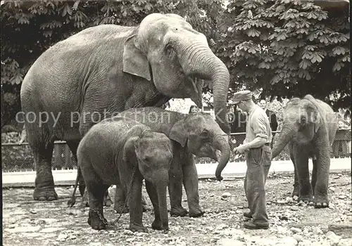 Elefant Indische Elefanten Zoo Zuerich  Kat. Tiere