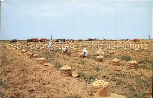 Ernte Landwirtschaft Zwiebel South Texas Onion Harvest Kat. Landwirtschaft