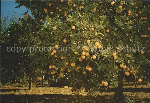 Orangen Oranges Grapefruit Baeume Lower Rio Grande Valley of Texas  Kat. Landwirtschaft