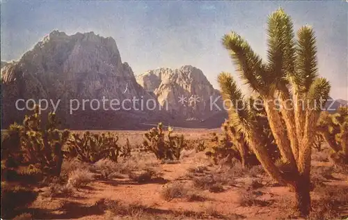 Pflanzen Palmlilie Yucca Wueste Berge western desert mountain Kat. Pflanzen