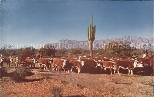 Kakteen Kuhherde Cattle Round Up Arizona  Kat. Pflanzen