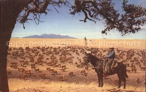 Cowboys Pferd Kuhherde White Faced Herefords Western Kat. Landwirtschaft