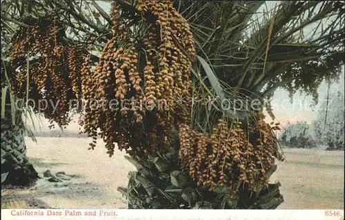 Palmen Dattelpalme Date Palm Fruit  Kat. Pflanzen