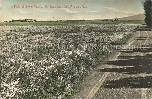 Landwirtschaft Erbsenfeld Field of Sweet Peas Gardena California Kat. Landwirtschaft