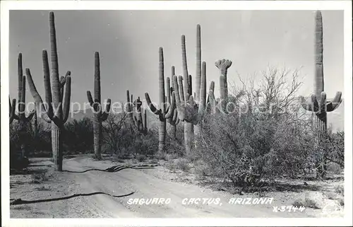 Kakteen Saguaro Cactus Arizona Kat. Pflanzen