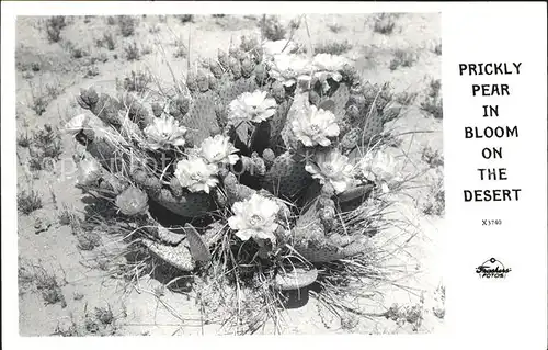 Kakteen Blueten Wueste Prickly Pear in bloom Desert Kat. Pflanzen