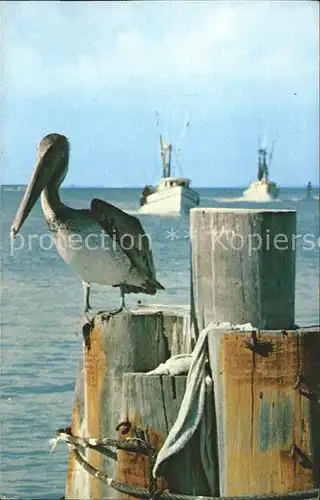 Voegel Pelikan Florida Pelican  Kat. Tiere