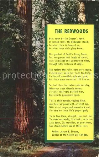 Baeume Trees The Redwoods Poem Gedicht  Kat. Pflanzen