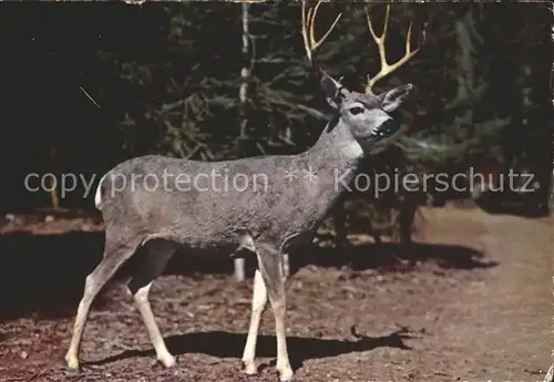 Hirsch Buck Deer Sequoia and Kings Canyon National Parks California Kat. Tiere