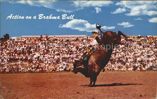 Stiere Bulle Bullenreiten Brahma Bull Kat. Tiere