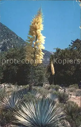Pflanzen Palmlilien Blueten Native Yucca in bloom Kat. Pflanzen