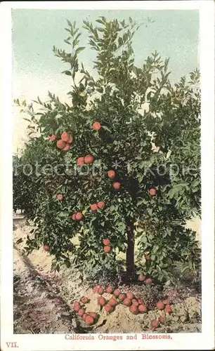 Orangen Oranges Baum California Oranges Blossoms Kat. Landwirtschaft